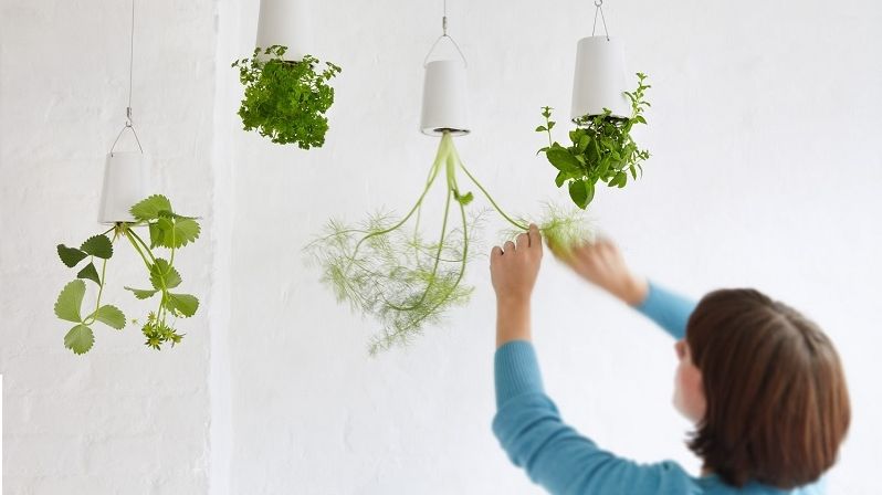 V malých bytech oceníte bylinky ve speciálních květináčích spuštěných ze stropu.
