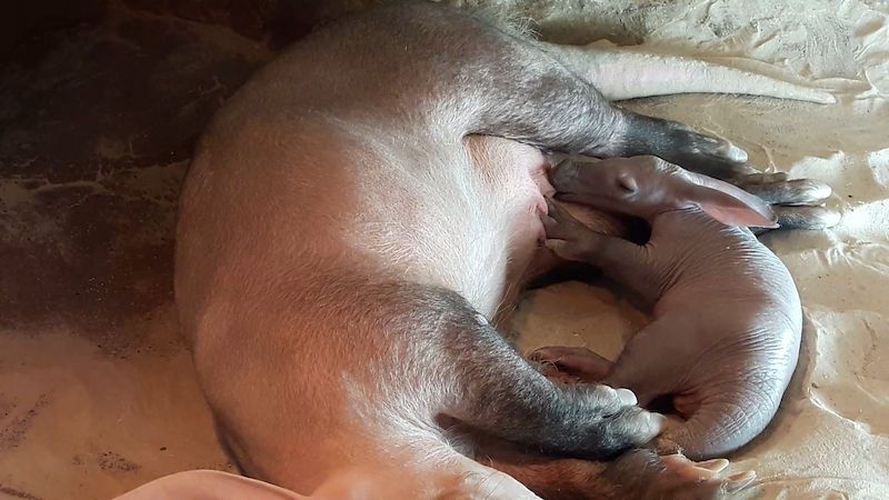Olomoucká zoo se chlubí novorozeným „kuťošem”