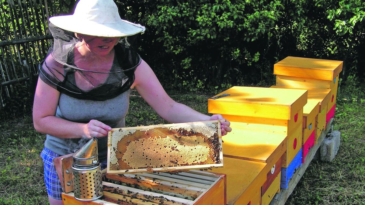 Včelařka kontroluje včelstva.