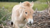 V Texasu naklonovali ze 40 let starého vzorku vzácného koně Převalského