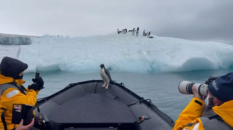 Tučňák prchající před tuleněm naskočil do člunu a nechal se odvézt domů