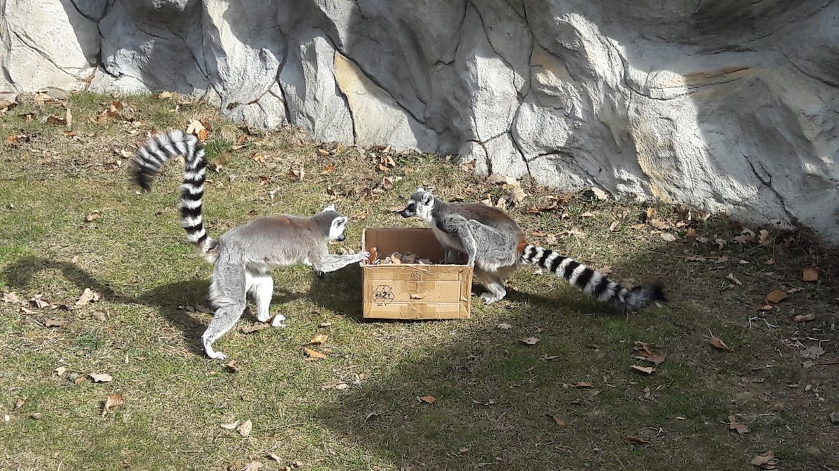 Lemurům se v olomoucké zoo daří