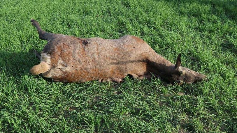 Pytlák zastřelil u Plzně jelena evropského v době hájení
