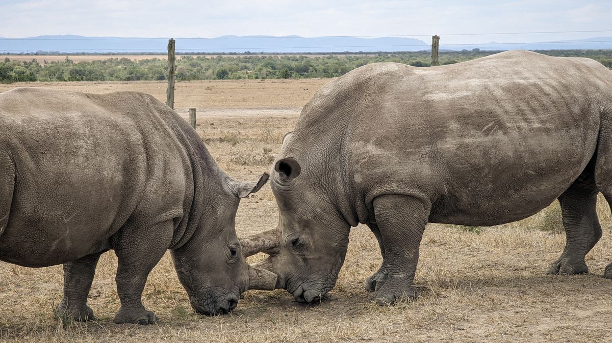 Bílí severní nosorožci zřejmě z planety nezmizí