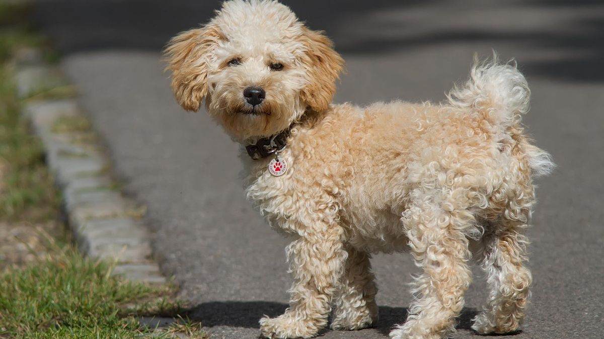 Ztracený pes ujel na cestě domů 160 kilometrů v taxíku, než se vrátil k majitelce