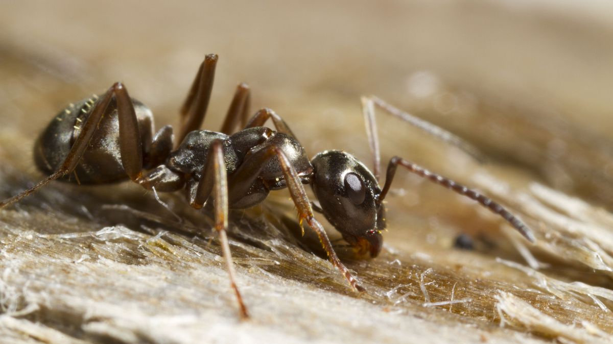 Mravenci vycítí v moči rakovinu, tvrdí vědci
