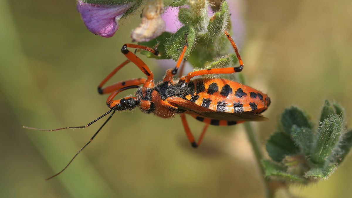 Klimatické změny mají vliv na zbarvení a sexuální život hmyzu