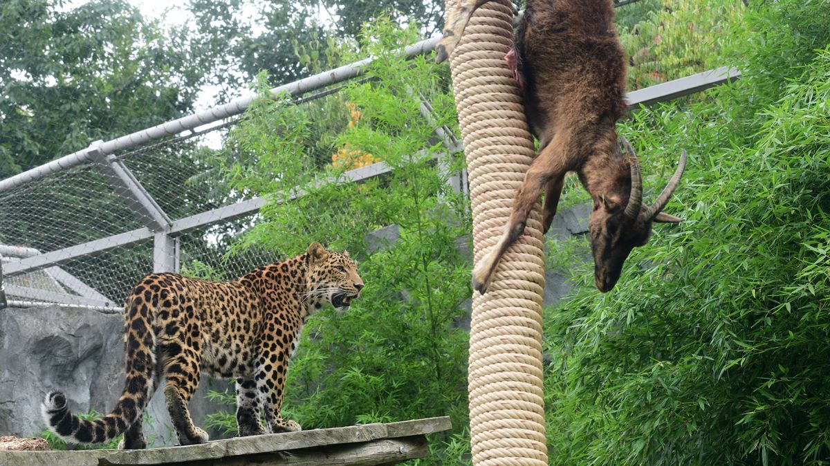 Levharti čínští si v olomoucké zoo pochutnali na koze bezoárové