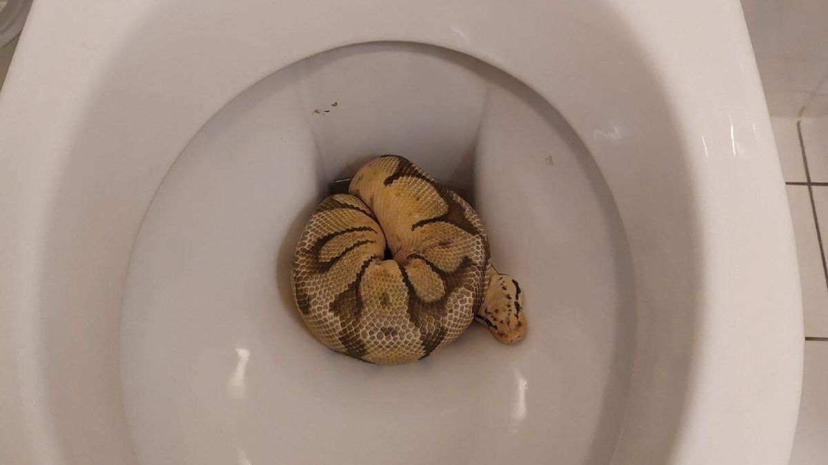 Host našel v záchodové míse krajtu