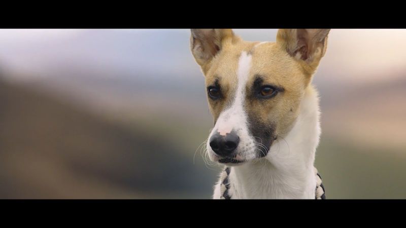 RECENZE: Gump – pes, který naučil lidi žít. Spíše záslužný projekt než skutečný film