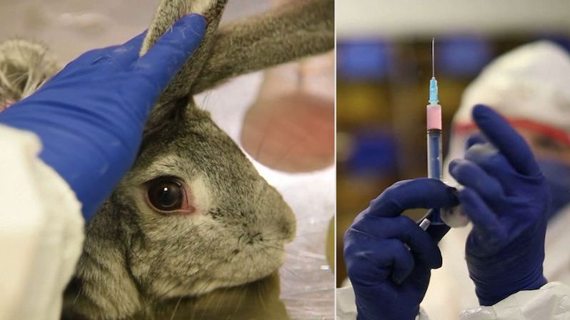 Rusko testuje proticovidovou vakcínu pro zvířata