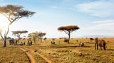 Serengeti je podle cestovatelů nejlepším národním parkem světa