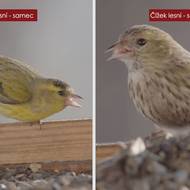 Samec a samice čížka lesního