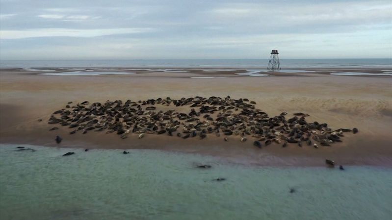 Letecké záběry: na severní pobřeží Francie se po letech vracejí tuleni
