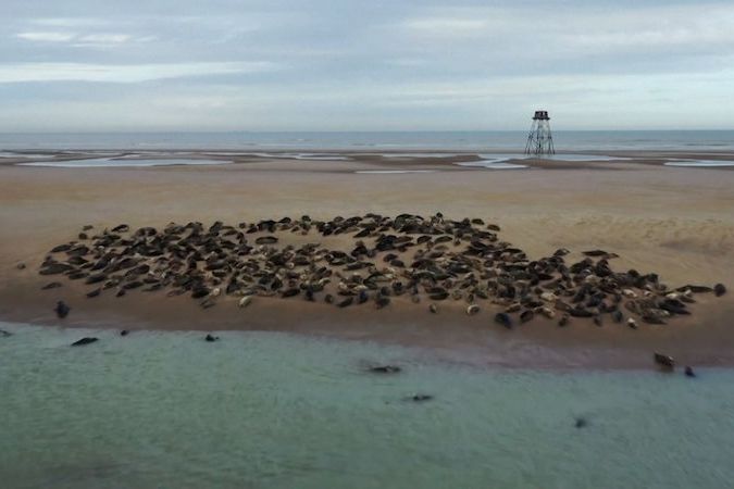 BEZ KOMENTÁŘE: Na severní pobřeží Francie se vrátili tuleni