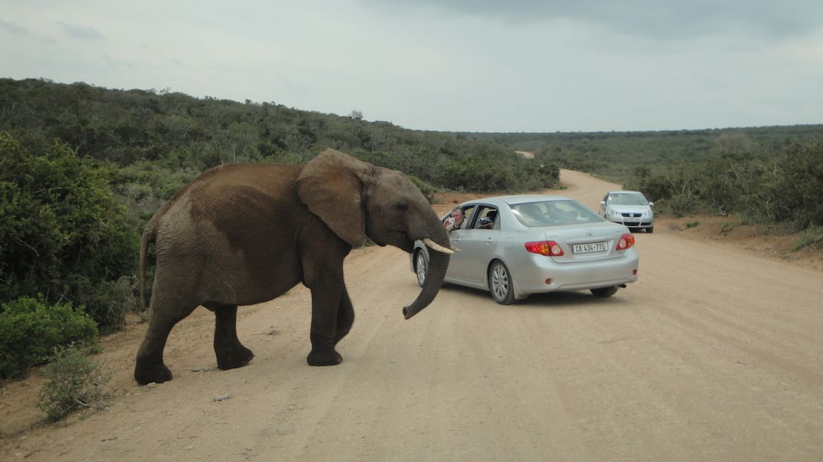 Na slony v národním parku Addo si turisté mohou prakticky sáhnout.