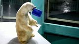 Čínský hotel si vysloužil kritiku kvůli výběhu s ledními medvědy