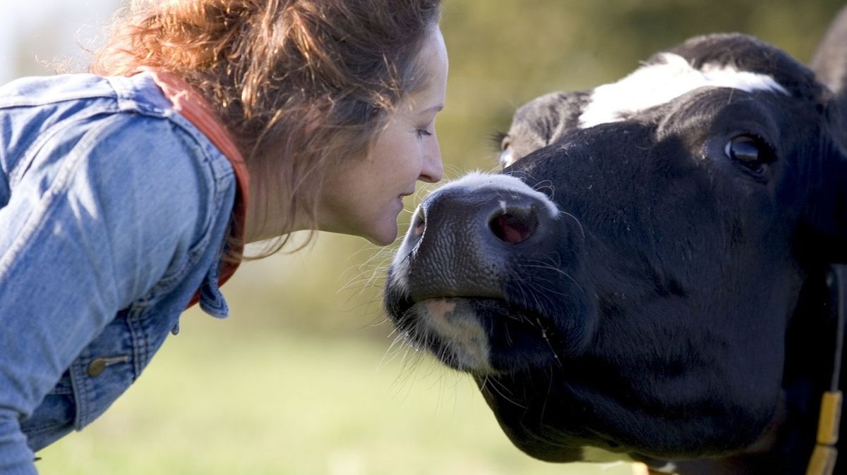 Mazlení s krávou pomůže snížit stres, možná přijde i životní změna