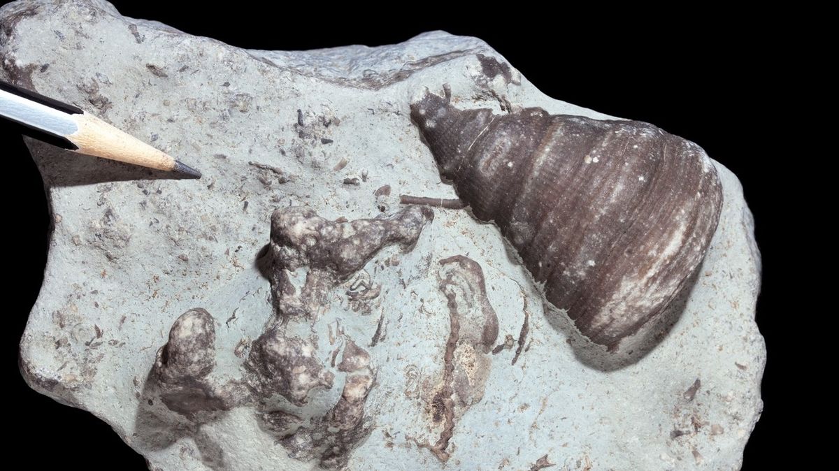 Šestiletý chlapec dostal sadu na hledání fosilií, našel stovky milionů let starou zkamenělinu