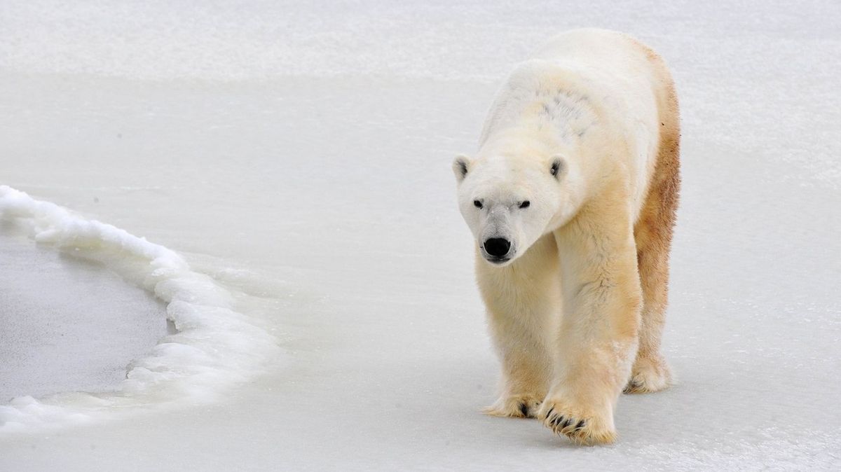 Lední medvěd se zatoulal 1000 kilometrů do vnitrozemí. Rybáři ukradl náčiní