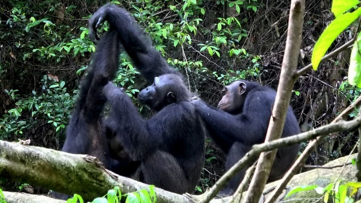 Vědci zaznamenali první smrtelné útoky šimpanzů na gorily