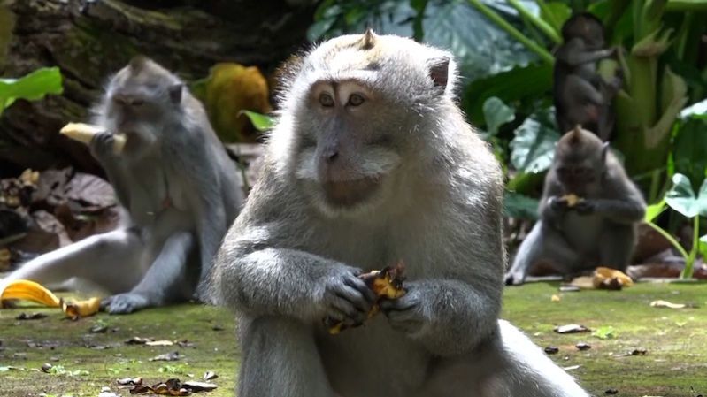 Opice na Bali bez turistů strádají, kradou jídlo u vesničanů