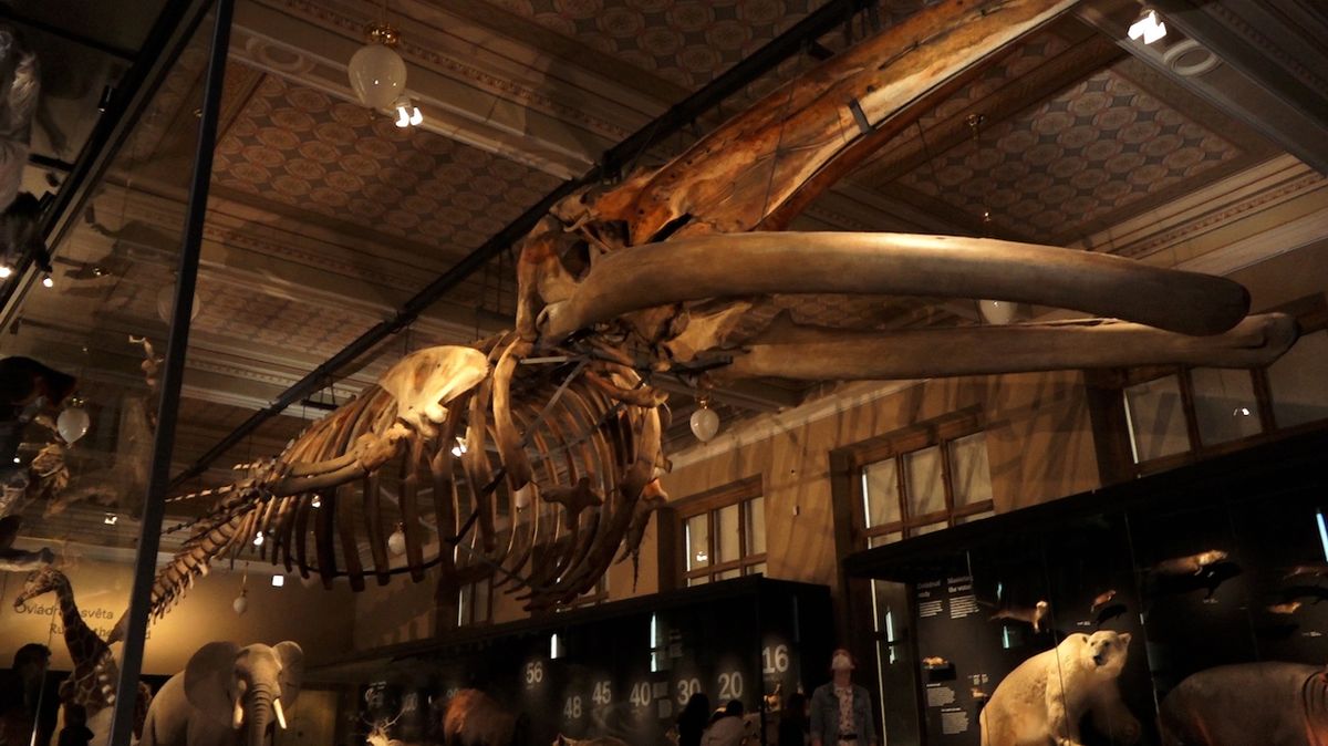 Národní muzeum otevírá expozici Zázraky evoluce. Dominantou je největší krakatice na světě