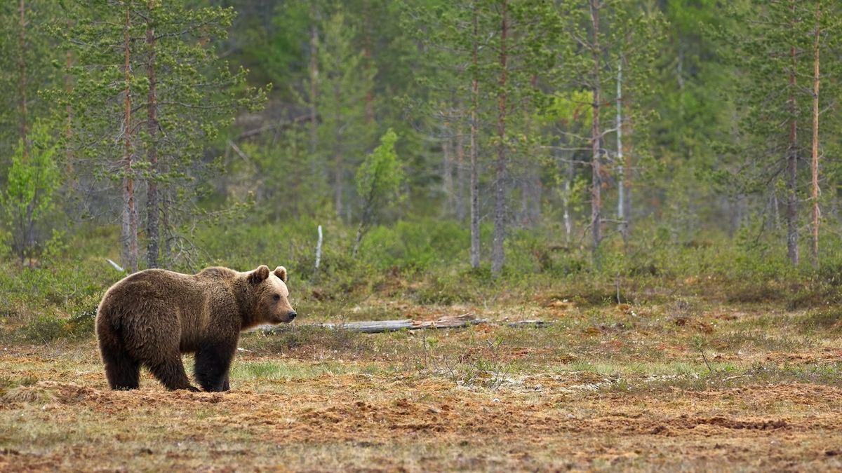 U Staré Boleslavi se může pohybovat medvěd, tvrdí myslivci