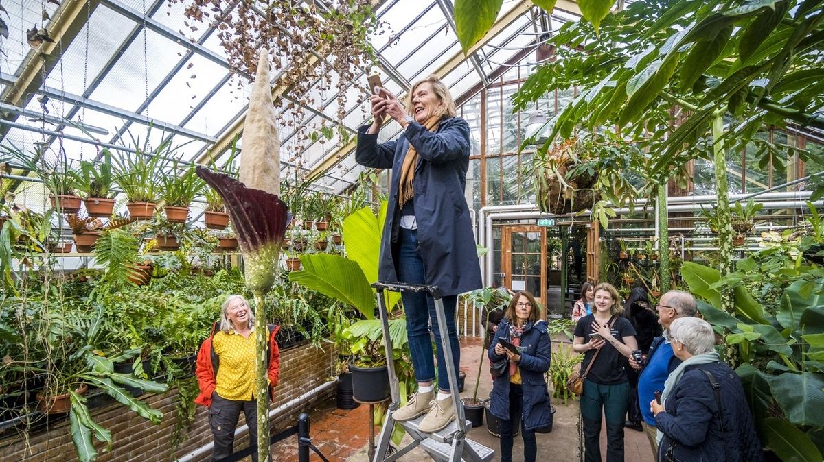 V Nizozemsku vykvetla po 24 letech vzácná rostlina falického tvaru