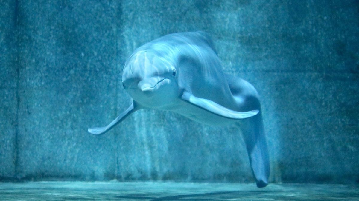 Uhynula hvězda rodinného filmu, samička delfína Winter