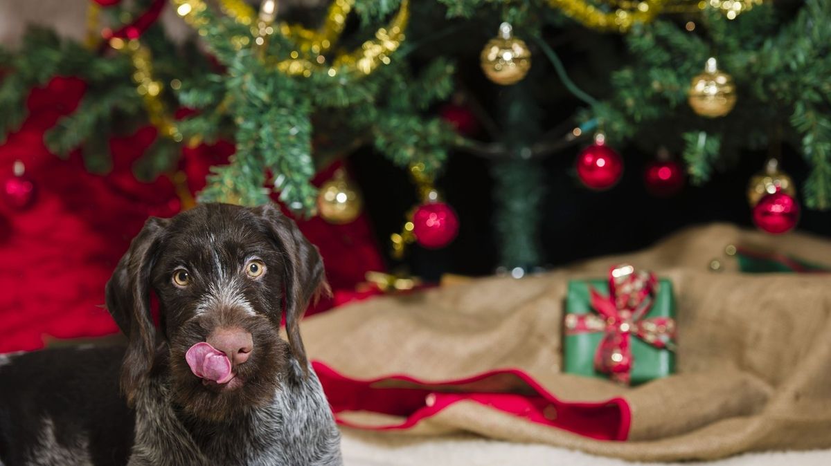 Vánoční cukroví pro psy. Vyzkoušejte naše recepty