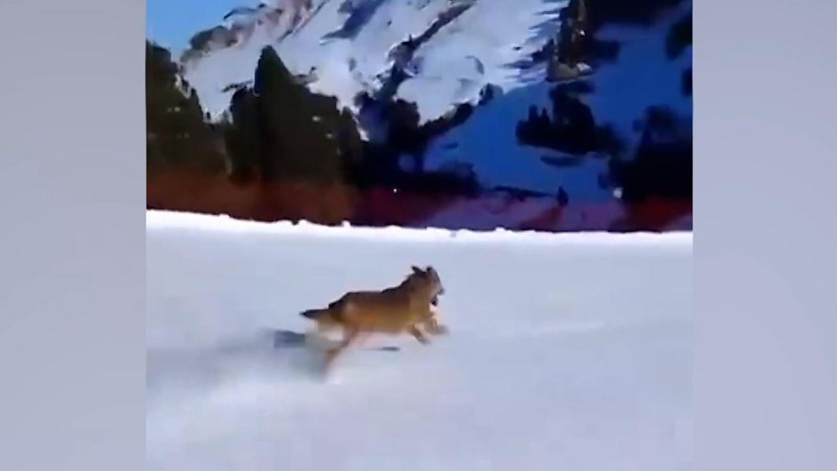 Lyžař na sjezdovce v Itálii honil vlka, hledá ho policie