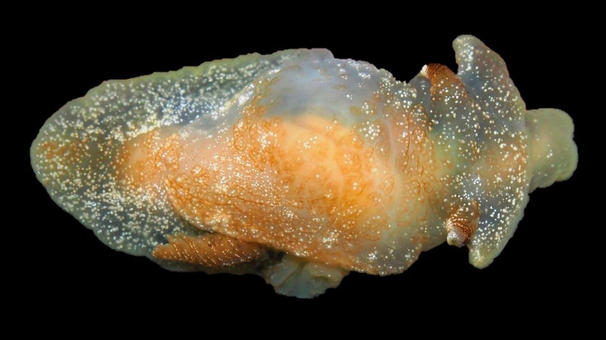 Nově objevený mořský slimák je citlivý na změny klimatu
