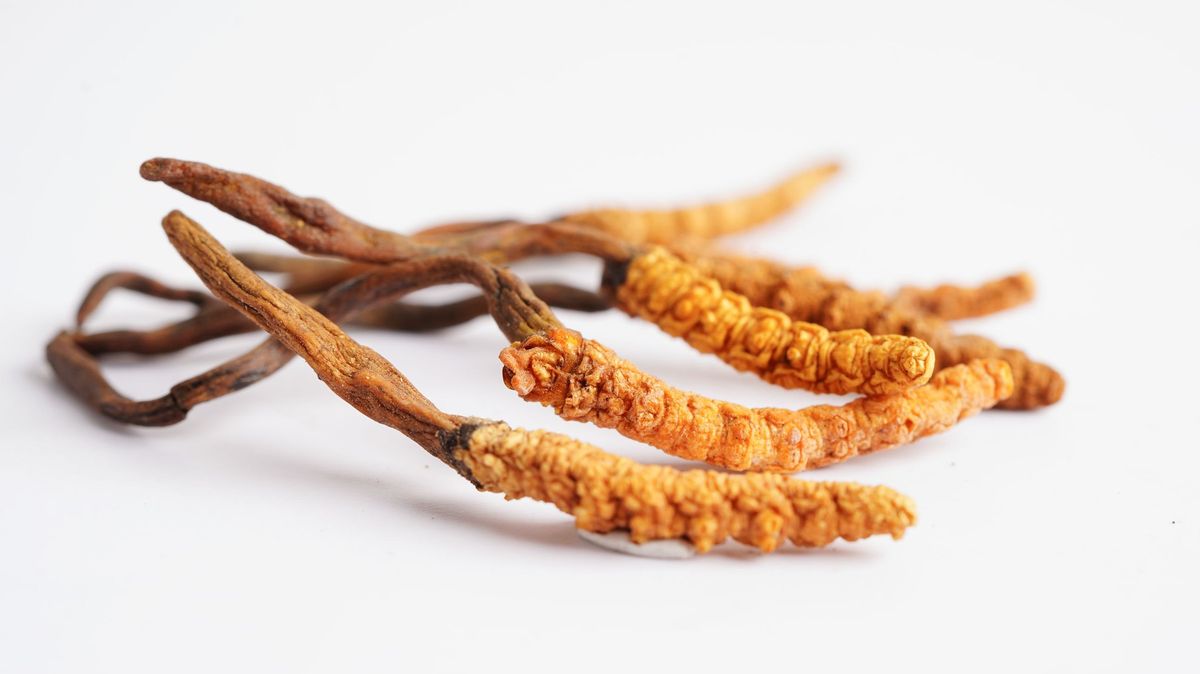 Cordyceps zvyšuje energii, ale může být i skvělým pomocníkem při nízkém libidu 