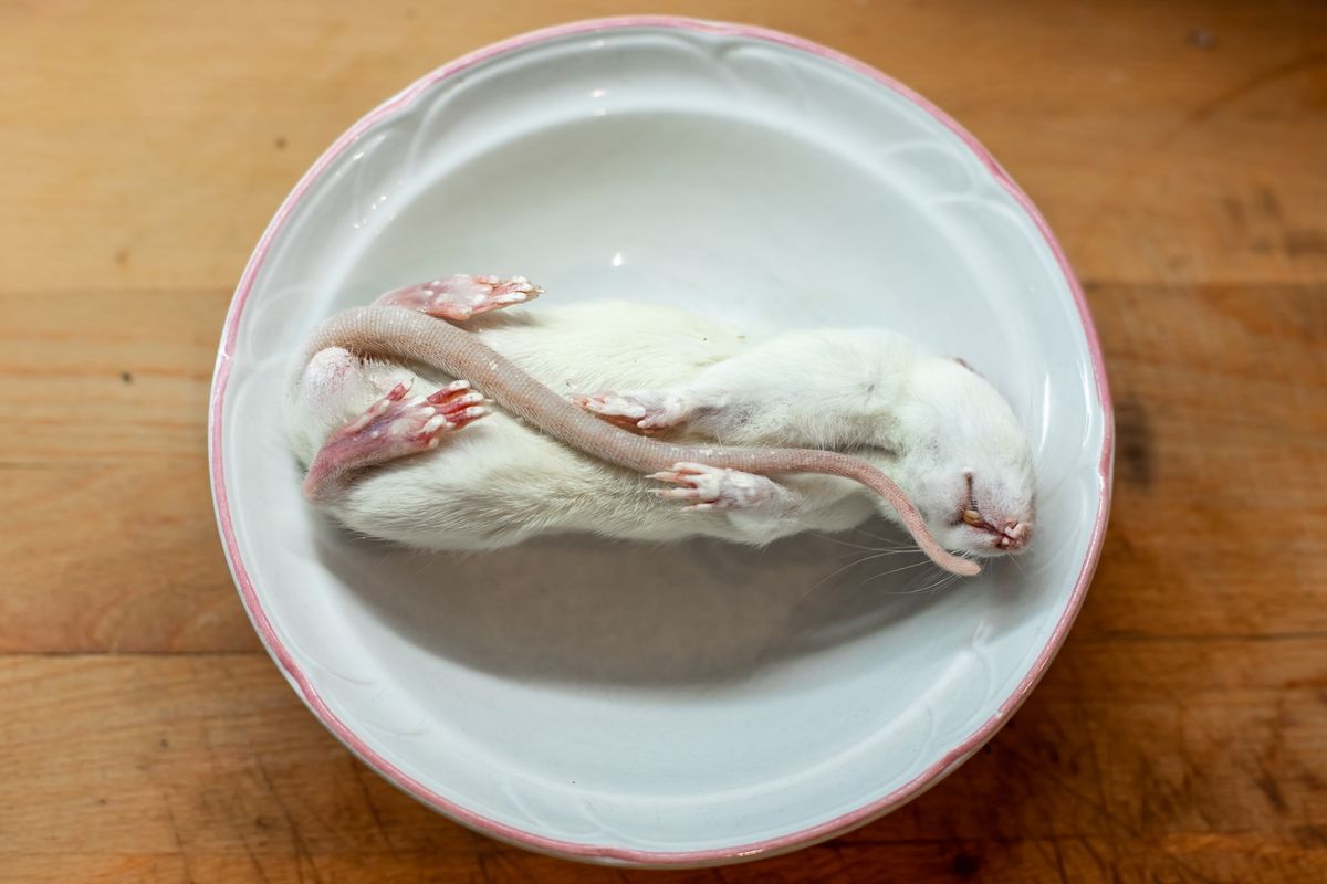 Stánek v Mexiku prodává krysí maso a polévku, je poslední svého druhu