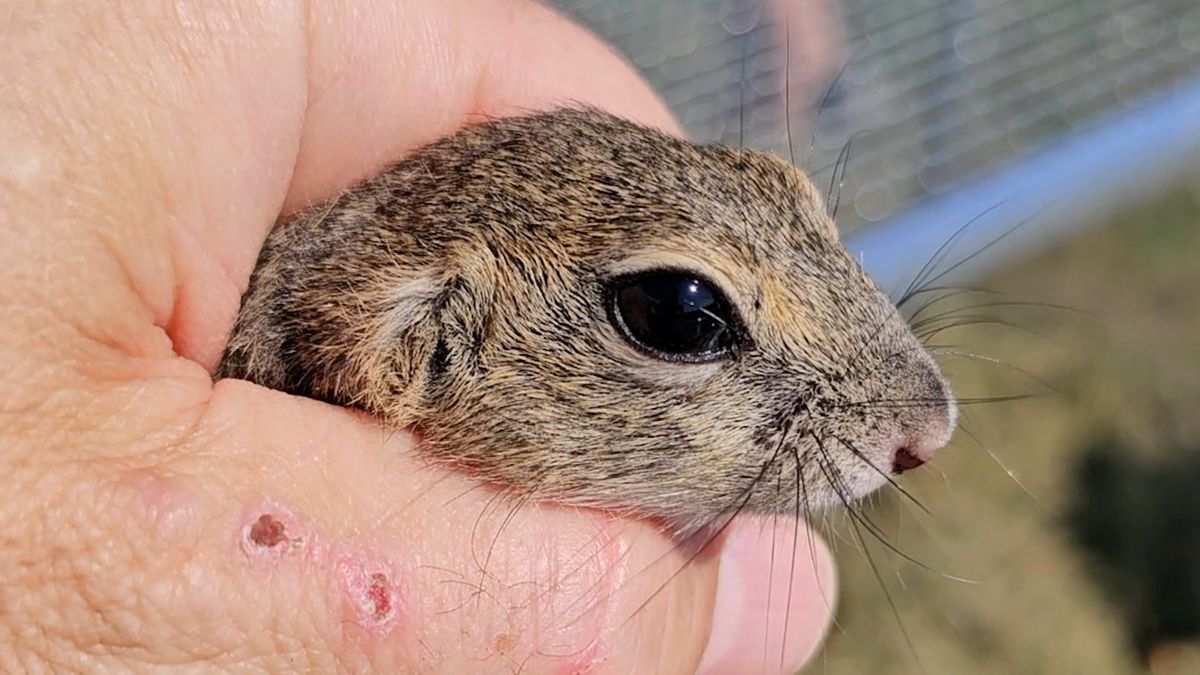 Brněnská zoo pomáhá se záchranou kriticky ohrožených syslů, nová kolonie vzniká na Znojemsku