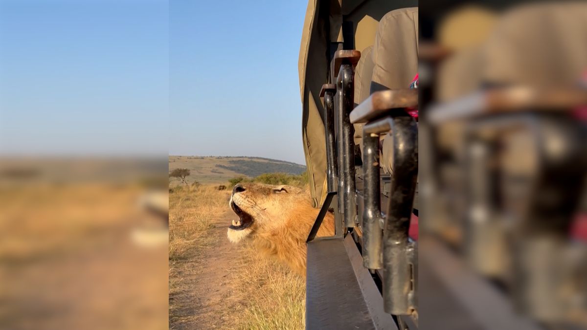 Safari, jak se patří. Lev řval v Keni jen pár centimetrů od auta plného turistů