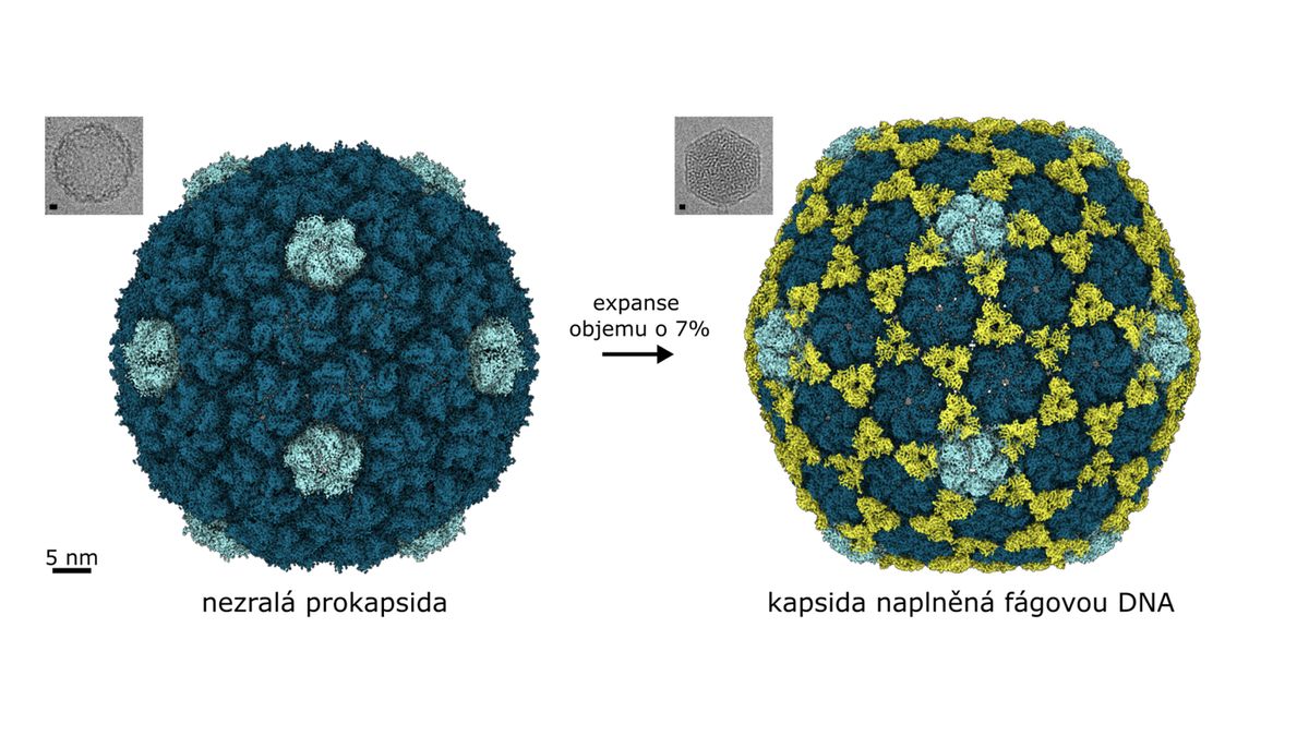 Brněnským vědcům se podařilo popsat, jak virus ničí bakterie odolné proti antibiotikům