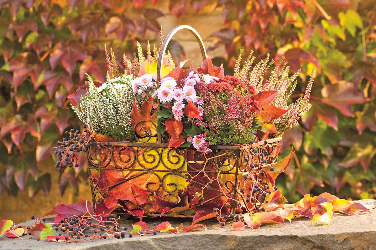Ležérně naaranžovat do košíku, listím zakrýt nepěkné květináčky a dekorace na terasu nebo před vchodové dveře je hotová.
