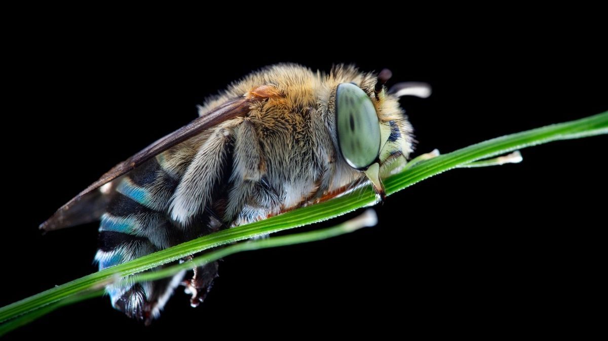 Modré včely uchvátily Australany