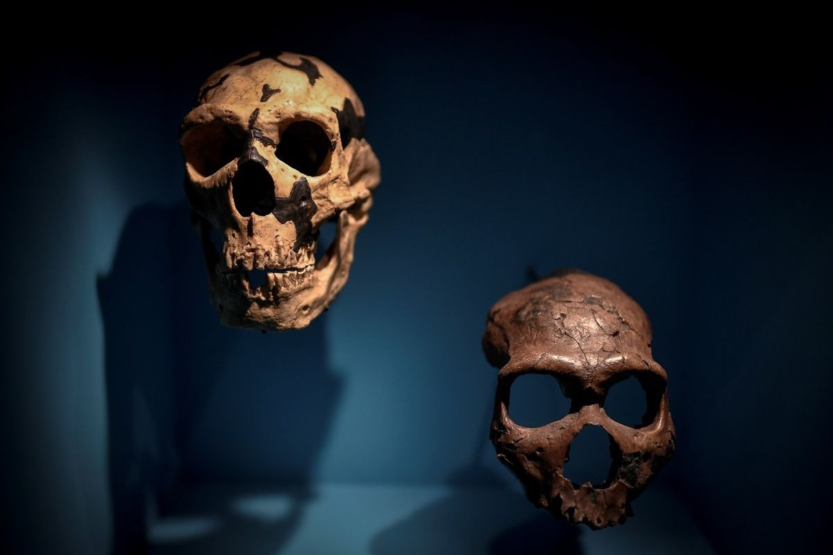 Lebky člověka neandertálského