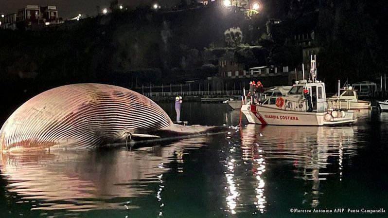 Do neapolského přístavu přitáhli mrtvolu velryby. Mohly ji zabít „spalničky“