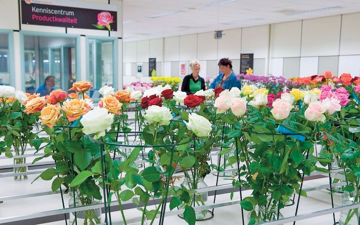 V laboratořích zjišťují, jestli květiny odpovídají požadovanému standardu.