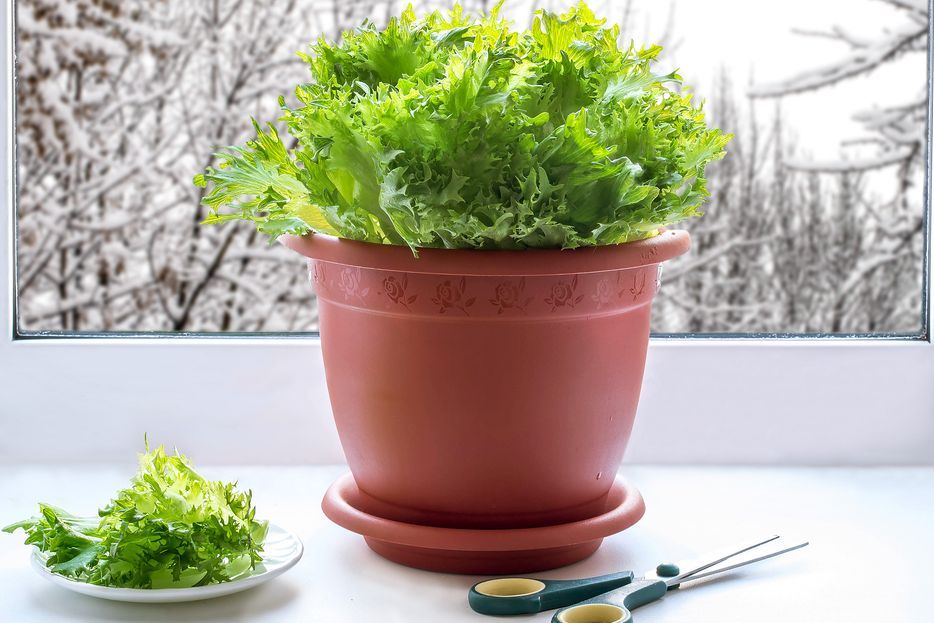 Doma za oknem můžete celoročně pěstovat například salát.