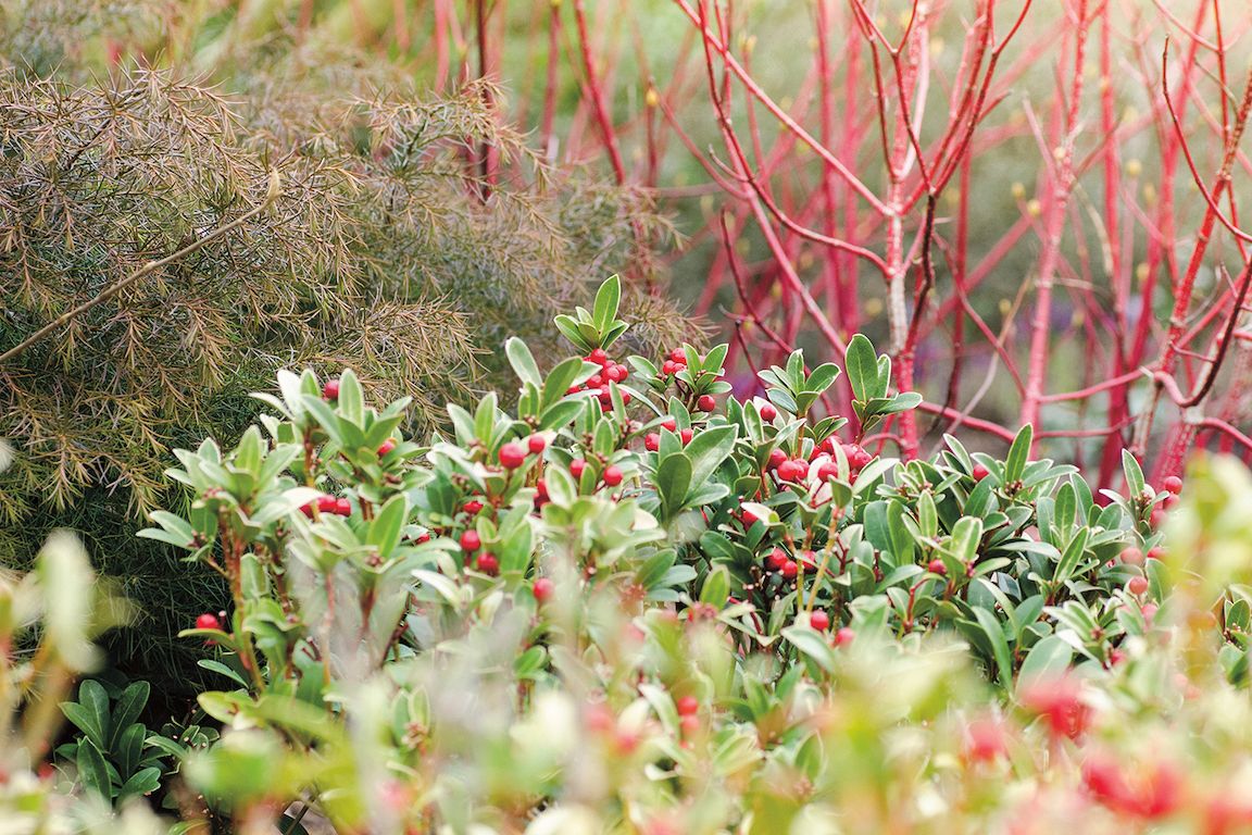 Skimie japonská (Skimmia japonica) nosí korále v zářivé barvě svídy Sibirica a spolu s ní vyhlíží nadcházející jaro. 