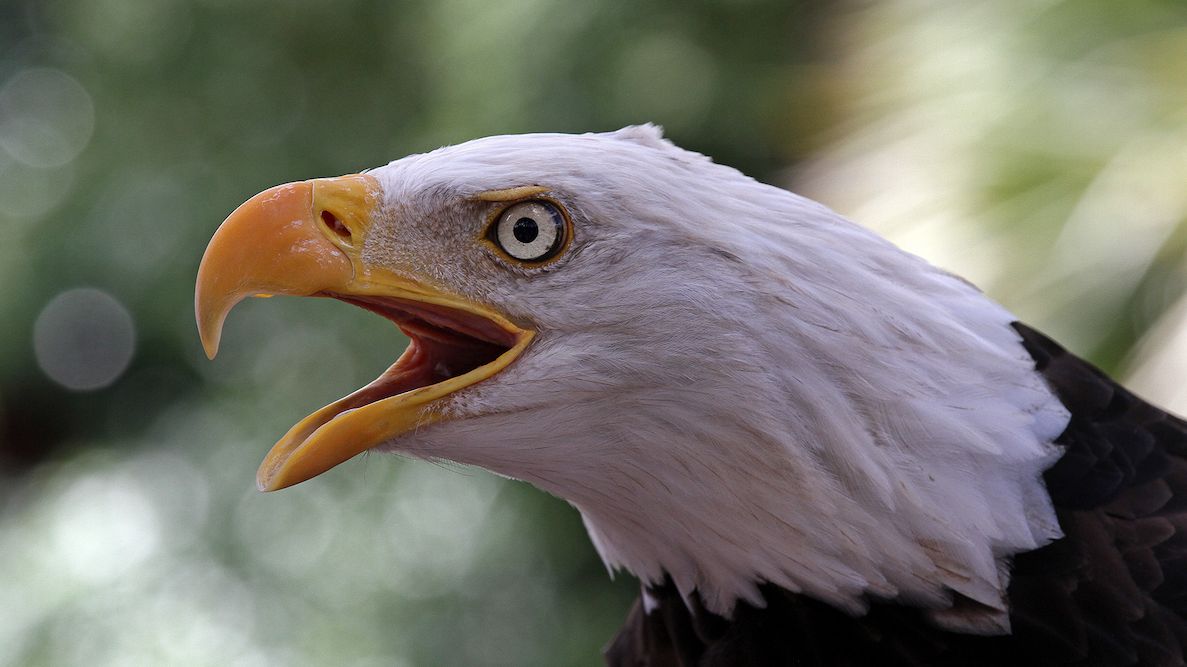Čeští badatelé zkoumali záhadné úhyny orlů. Jejich článek získal v USA prestižní cenu