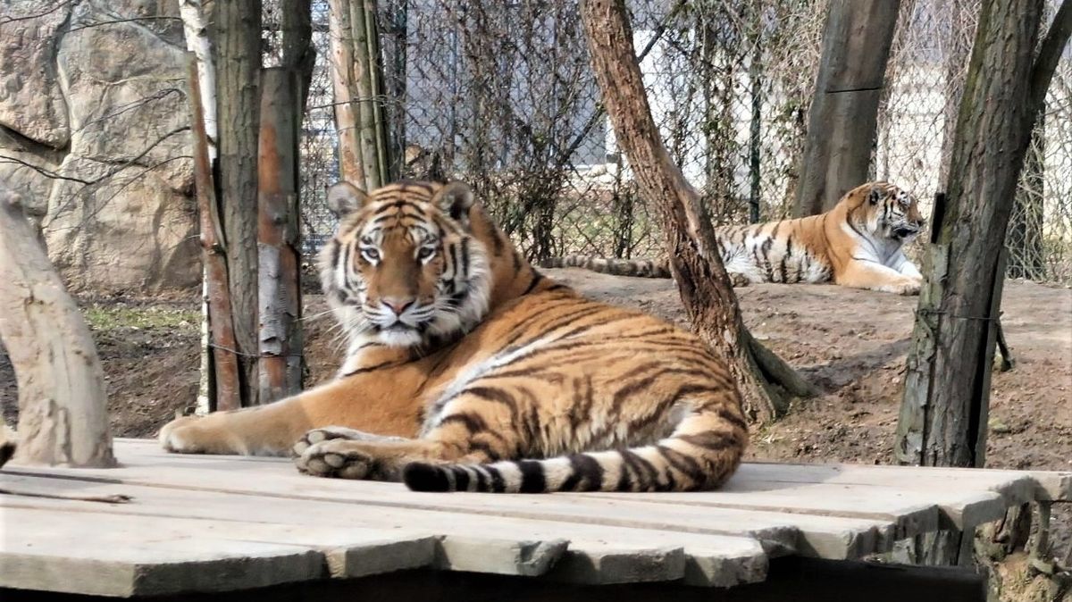 Zlínská zoo bude muset v případě pokračování přísných opatření a uzavření pustit do světa dospívající tygří mláďata, která si původně hodlala ponechat.