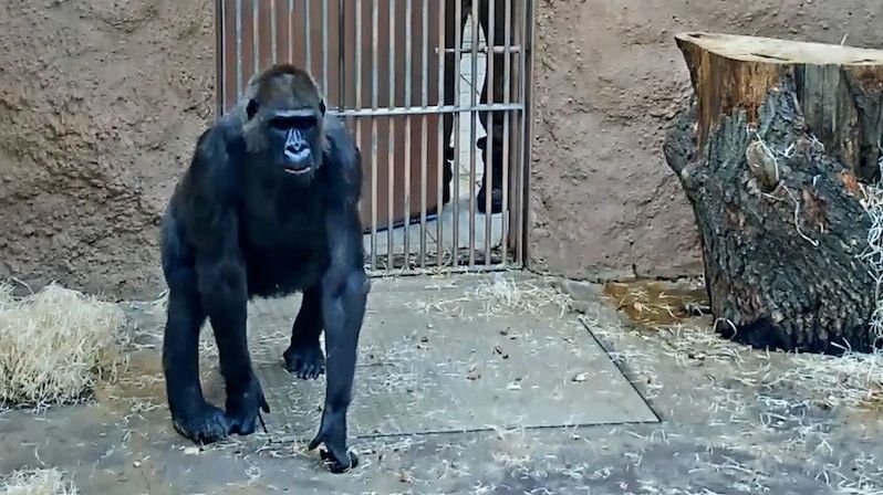 V pražské zoo uhynula gorila Bikira