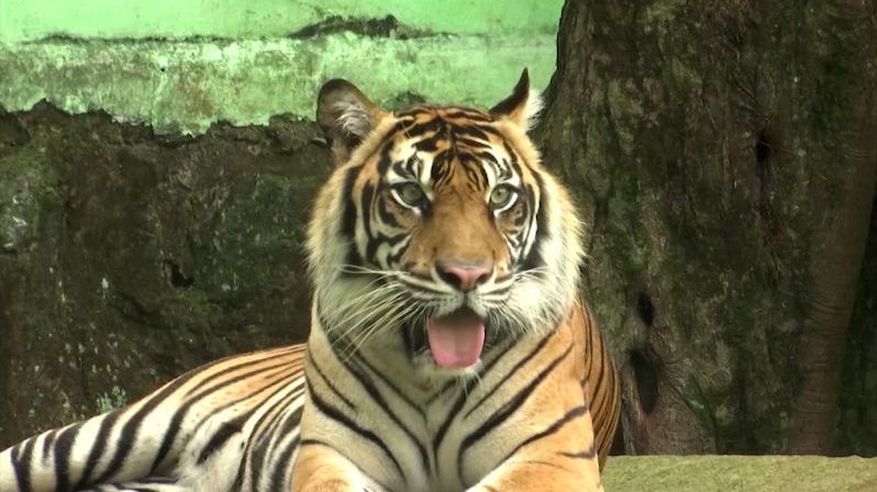 V zoo v Jakartě mají covid dva tygři. Kýchají a mají rýmu