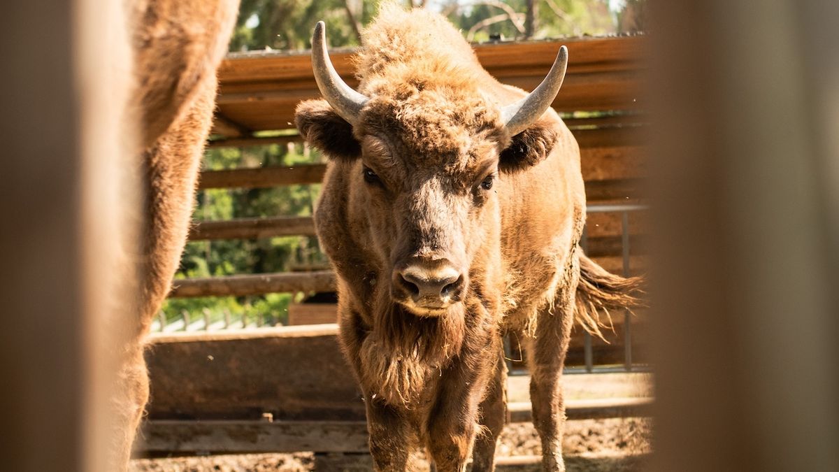 Táborská zoo odchytila dva zubry, kteří před týdnem unikli poničeným plotem